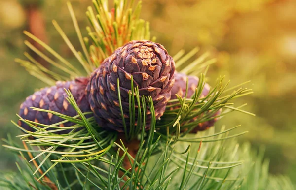 Russia Gorny Altai Cedar Branch Cones Autumn Taiga Forest Far Royalty Free Stock Images