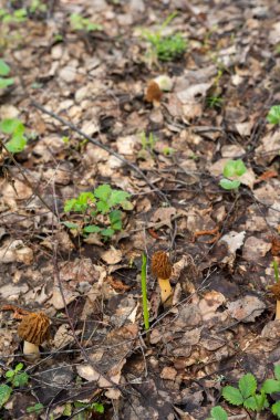 Morel cinsinin yenilebilir bir mantarı. Morels ilkbaharda Moskova 'nın Moskova yakınlarındaki bahar ormanı manzaralı ormanlarda, parklarda, bahçelerde ve basamaklarda yetişir..