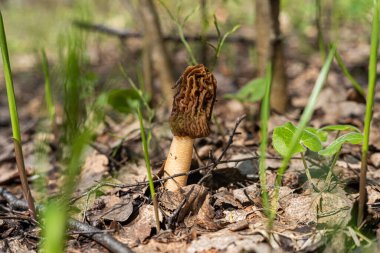 Morel cinsinin yenilebilir bir mantarı. Morels ilkbaharda Moskova 'nın Moskova yakınlarındaki bahar ormanı manzaralı ormanlarda, parklarda, bahçelerde ve basamaklarda yetişir..