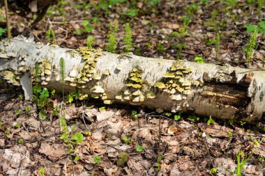 Moskova 'nın Bahar Ormanı' nın doğası Moskova yakınlarında. Moskova oblast. Rusya..
