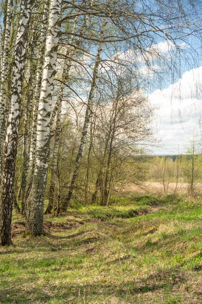 Natureza Região Moscou Vista Floresta Primavera Perto Moscovo Oblast Russia — Fotografia de Stock