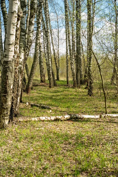 Rodzaj Moskiewskiego Regionu Widok Wiosenny Las Koło Moskwy Obwód Moskiewski — Zdjęcie stockowe