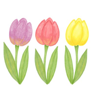 Elle çizilmiş çok renkli çiçek laleleri, tebrik kartları, davetiyeler, tekstil, sınırlar için çiçek tasarımı