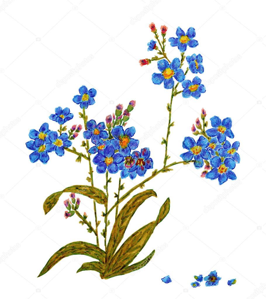 Hand drawn flowers forget me not, greeting card, invitation, high quality for print, blue flowers, white background, floral style