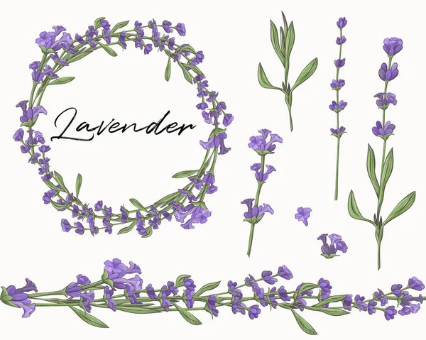 Set van lavendelbloemenelementen. Naadloze borstel. Bloemenkrans. — Stockvector