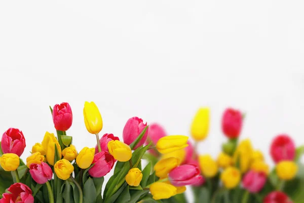 Holland rosa und gelbe Tulpen — Stockfoto