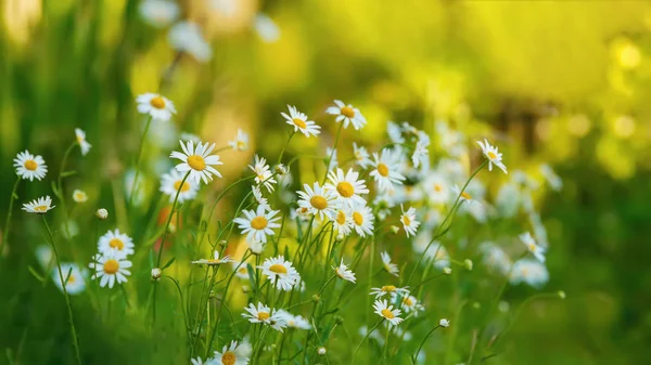 White daisy flowers in a garden. — Stock Photo, Image