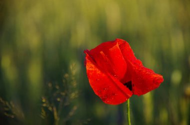 Poppies buğday alan