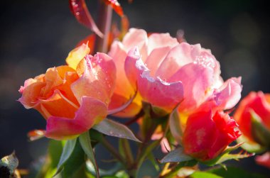 dewdrops ile pembe Gül. 