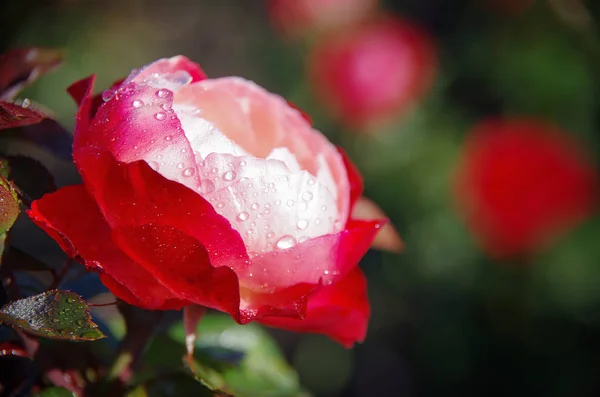 One Red Rose Dew — Stock Photo, Image