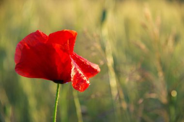 bir buğday alan arka planda haşhaş