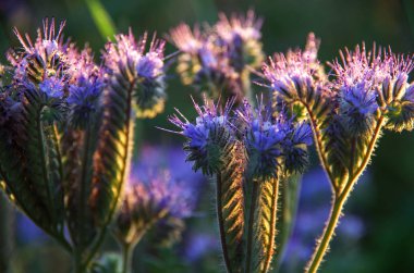 Güneş mavi çiçek
