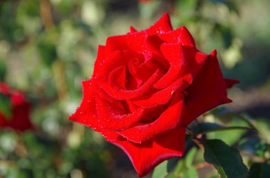 Çiy damlalarıyla kırmızı gül