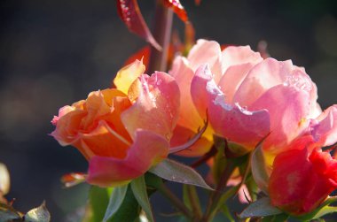 çiğ damlaları ile gül