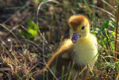ördek yavrusu'nın bahçesinde