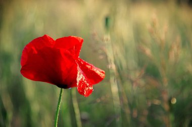 bir buğday alan arka planda haşhaş