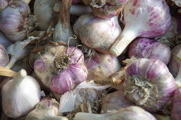 soğan yere. arka plan