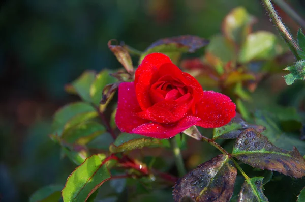 Rote Rose Mit Tautropfen — Stockfoto