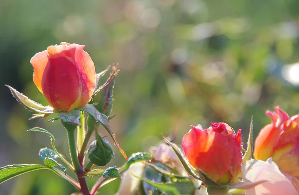 çiğ damlaları ile gül