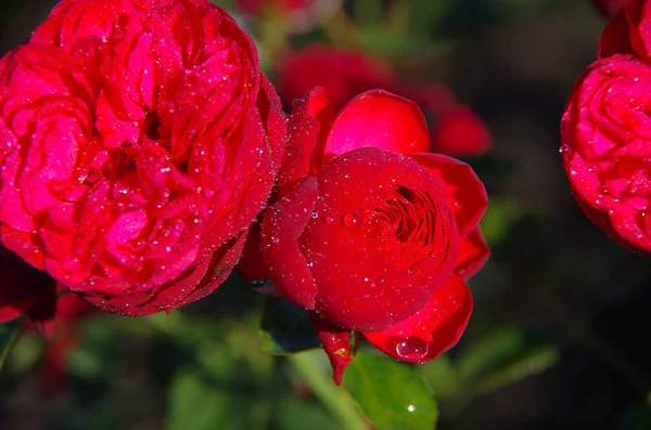 Rote Rose Mit Tautropfen — Stockfoto