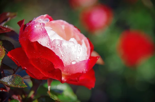 Red Rose Drops Dew — Stock Photo, Image