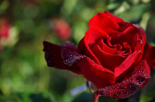 Red Rose Drops Dew — Stock Photo, Image