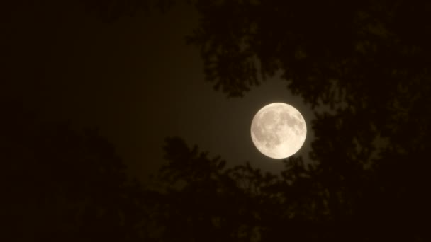 Büyük Bir Köknar Ağacı Tarafından Çerçevelenmiş Dolunay Gece Gökyüzünde Parıldıyor — Stok video
