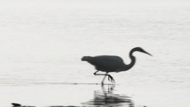 Camera Follows White Heron Picks Fish One One Low Tide — Stock Video