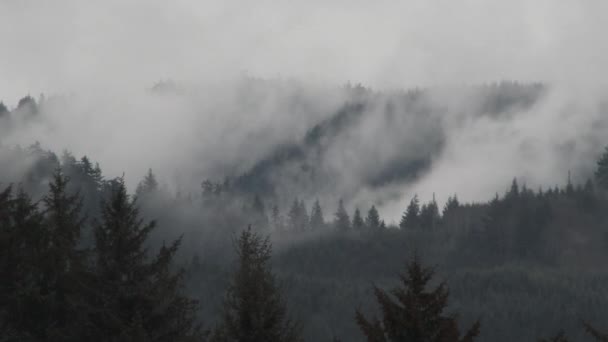 Real Time Scenic Smoke Fog Rain Passing Forest Trees Hillside — Stock Video