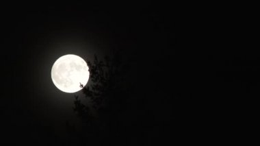 Close up on bright full moon rising behind tree on clear dark night, time lapse.