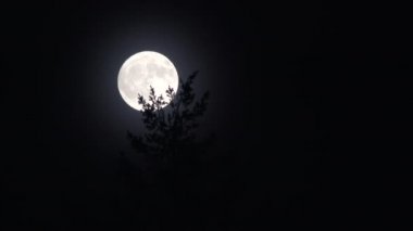 Close up of bright full moon rising on clear black sky behind evergreen tree, real time.