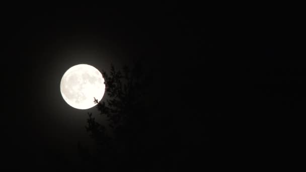 Zbliżenie Jasną Pełnię Księżyca Wznoszącą Się Drzewem Jasną Ciemną Noc — Wideo stockowe