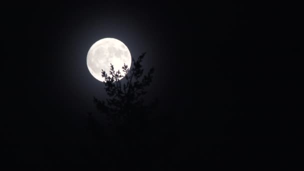 Gros plan de la pleine lune brillante se levant sur un ciel noir clair derrière un arbre sempervirent, en temps réel .