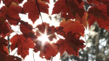 Close up on flame red maple leaves glowing from backlit sun on beautiful autumn day.