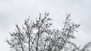 Large flock of birds perched on bare tree branches take flight into bright white sky.