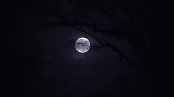 Nuvens Passam Lua Azul Cheia Subindo Atrás Árvores Florestais — Vídeo de Stock