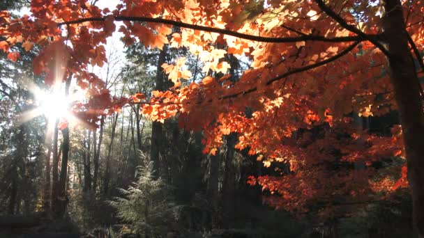 Hermoso Día Otoño Amanecer Timelapse Través Árboles Forestales Hojas Otoño — Vídeos de Stock