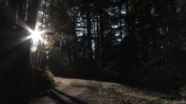 Lasso Tempo Sole Splendente Luminoso Come Passa Attraverso Alberi Sempreverdi — Video Stock