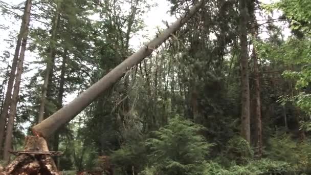 Persona Corre Desde Árbol Grande Mientras Cae Través Del Bosque — Vídeos de Stock