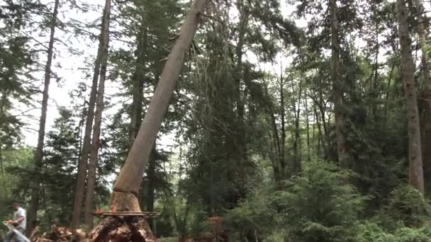 Persona Corre Desde Árbol Grande Mientras Cae Través Del Bosque — Vídeos de Stock