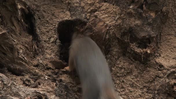 Close Squirrel Going Out Its Home Storing Food Season — Stock Video