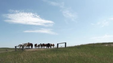 A band of horses gather on hillside of grassy field on sunny day.