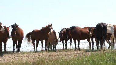 Line up of horses rest along grassy field in North Dakota on sunny day.