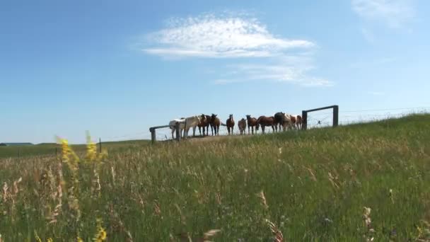 Bonito Prado Encosta Dia Arejado Ensolarado Com Grupo Cavalos Reunidos — Vídeo de Stock