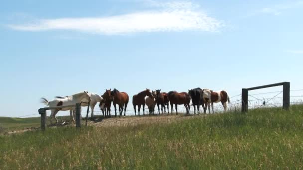 Group Horses Enjoy Sunny Day Grassy Hillside North Dakota Wide — Stock Video