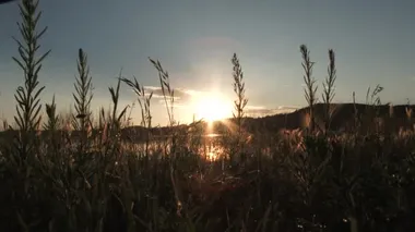 Morning sunrise scenic over forest hillside at lake with tall grasses in foreground.