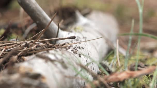 Rack Focus Close Black Ants Swarming Forest Floor — Stock Video