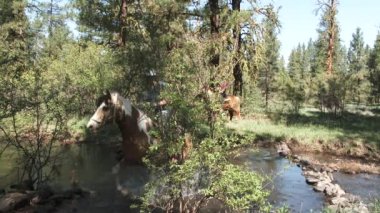 Two horseback riders cross creek on high desert forest in Washinton State during sunny, summer day.