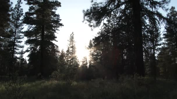 Ανατολή Στο Καταπράσινο Δάσος Τον Ήλιο Λάμπει Μέσα Από Αειθαλή — Αρχείο Βίντεο