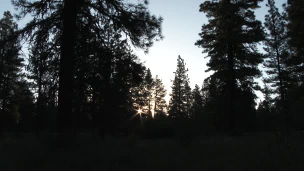 Zeitraffer des Sonnenaufgangs, als die Sonne an einem klaren Morgen hell durch üppige Waldbäume und grasbewachsene Wiesen scheint.